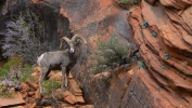 PICTURES/Leaving Zion on Mt. Carmel Hwy/t_Bighorn Sheep-Male20.JPG
